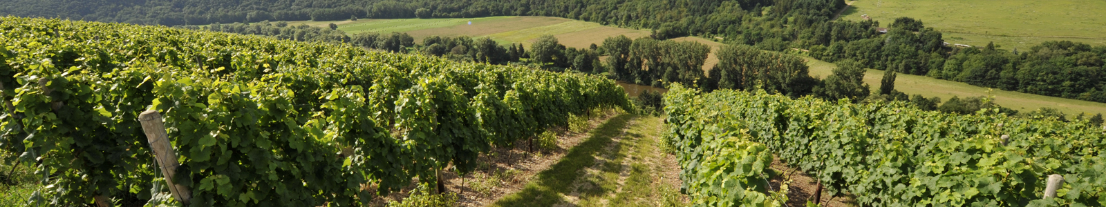 Blick in Weinberge © Dienstleistungszentren Ländlicher Raum